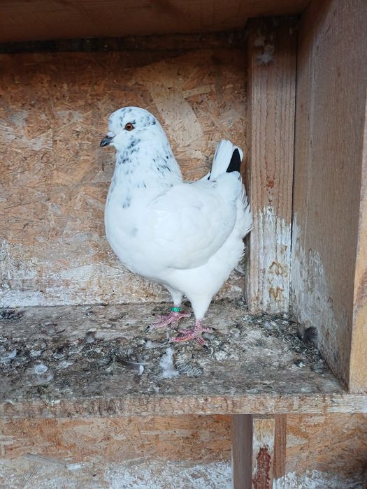 Porumbei King de vanzare