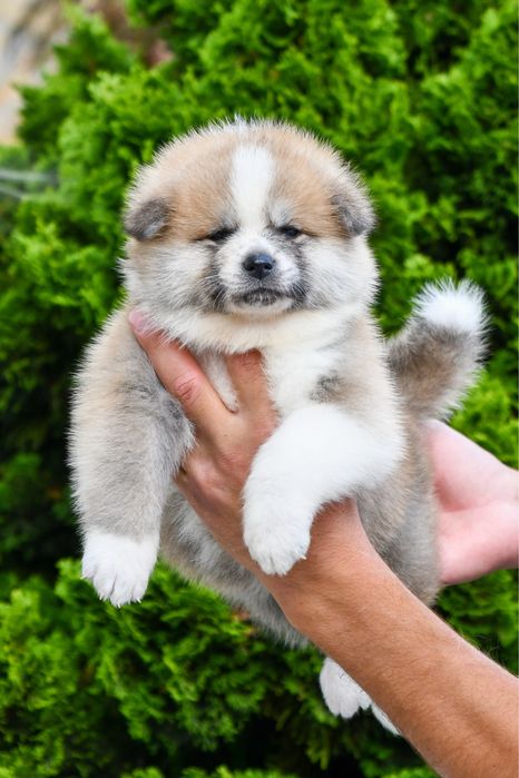 Akita inu Femela - linie top