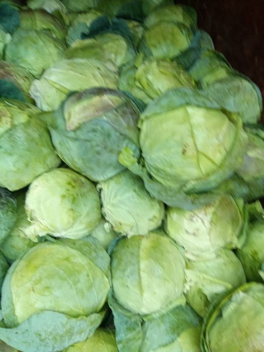 Varza romaneasca de buzau