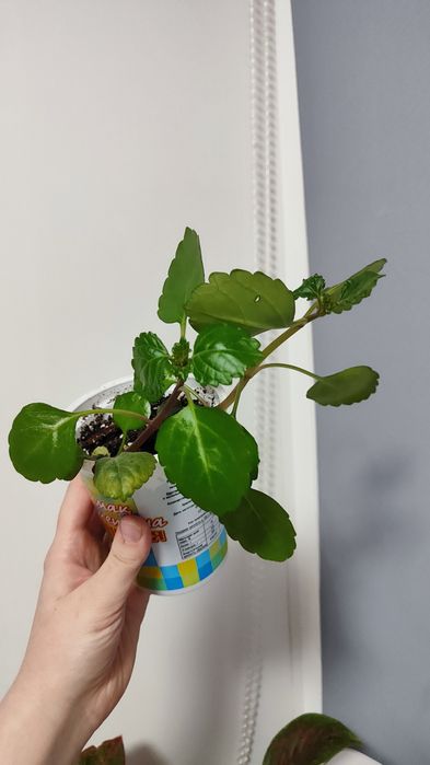 Плекрантус ароматный