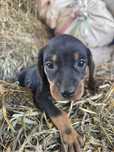 Cățeluș teckel/dachshund