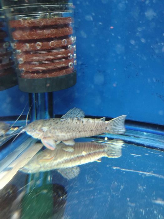 Продаются аквариумные рыбки