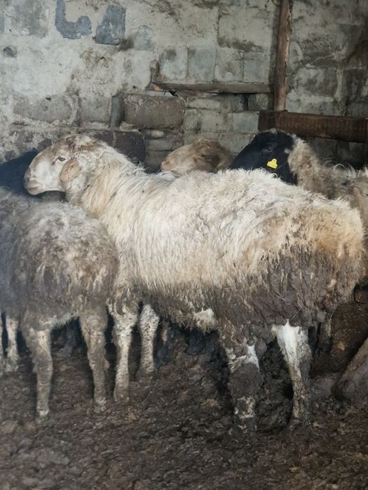 Семіз қошқар жемделген