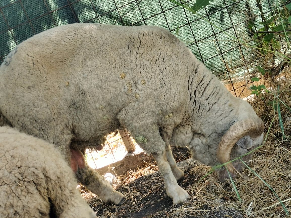 Berbec mior merinos