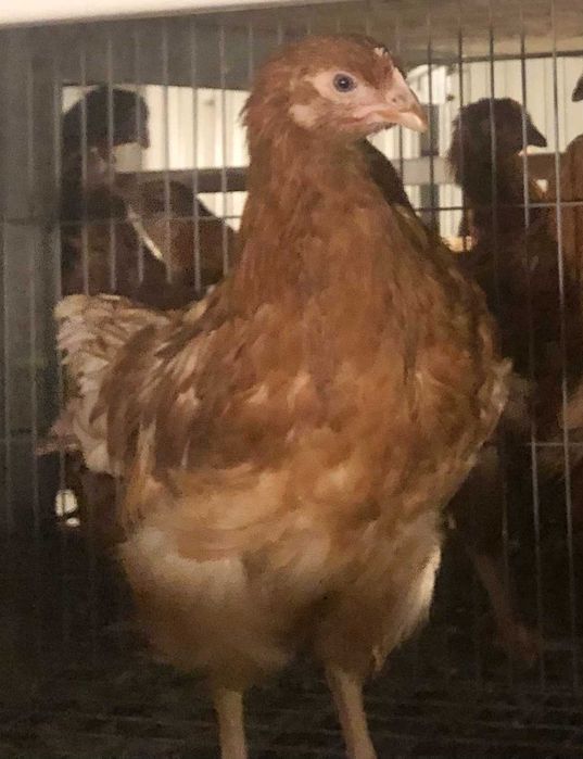 Avicola BALAGRI – producător de puicuțe ouătoare,