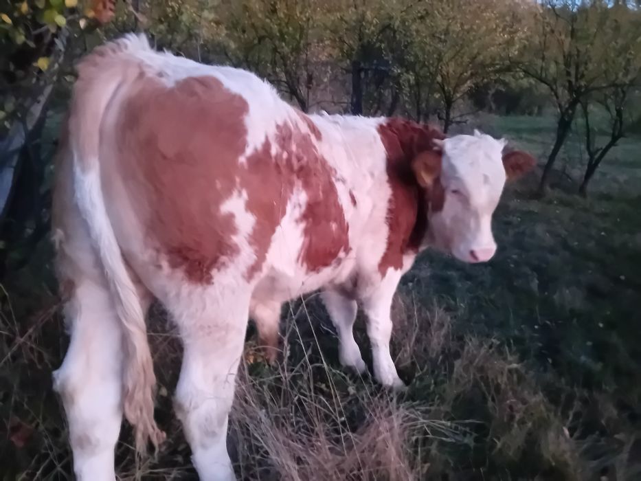 DE VÎNZARE ,taur de 7 luni  foarte frumos