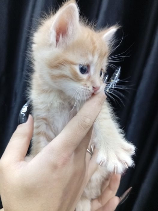 Милые котята в добрые и заботливые ручки