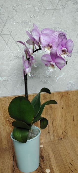 ОрхидеяPhalaenopsis “Pink Stripes 130000