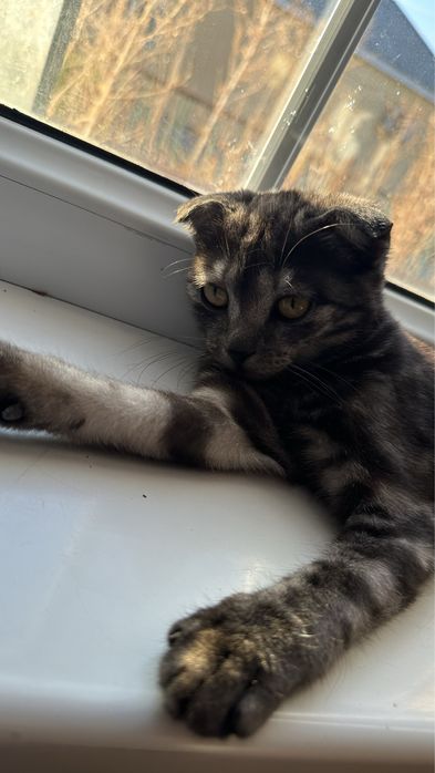 Отдам в добрые руки котенка