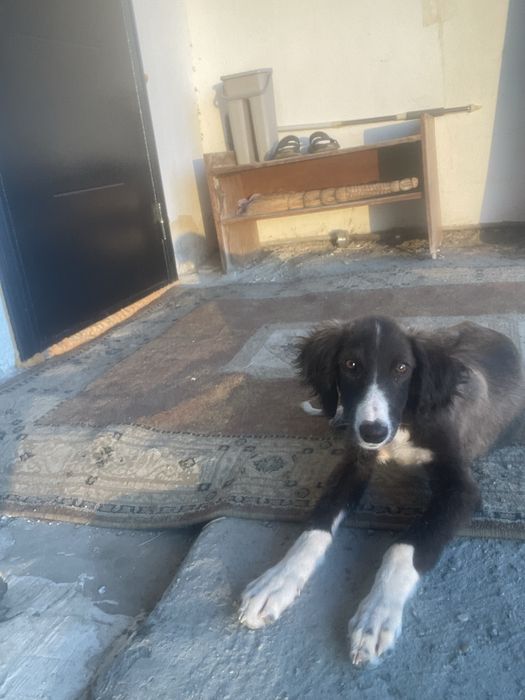 Тазы күшігі сатылады таза қанды