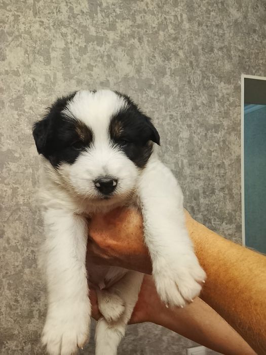 Щенятки Дворянины малышня