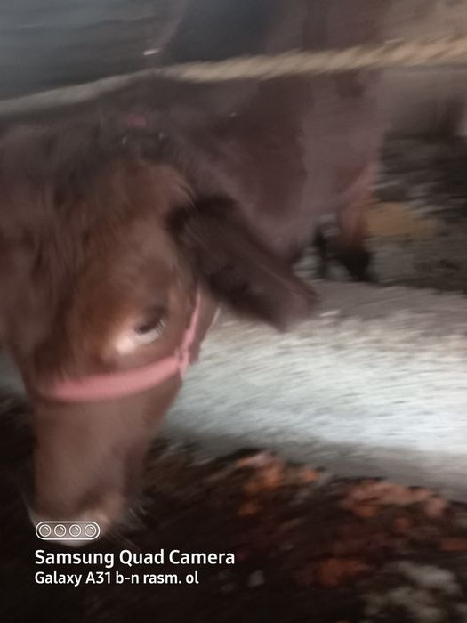 Boqilga.     gunojinlar   sodiladi   tel