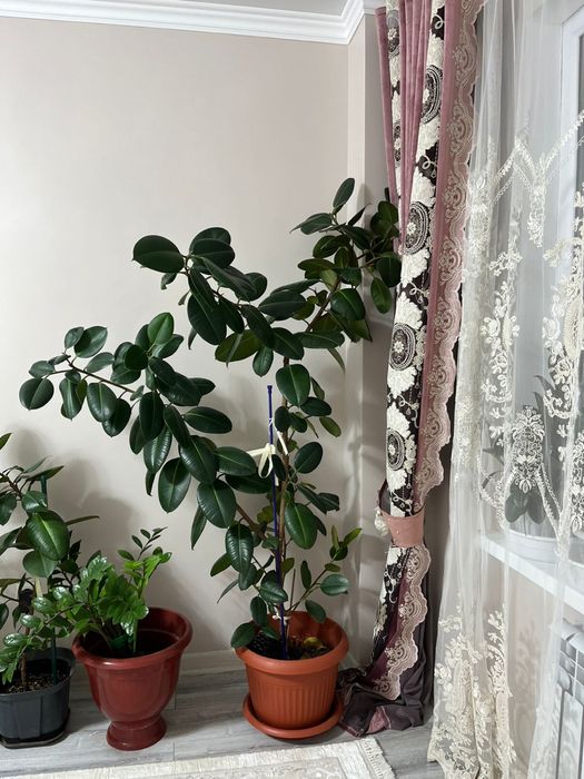 Цветы фикус, шефлера, доллар большой в хорошем состоянии