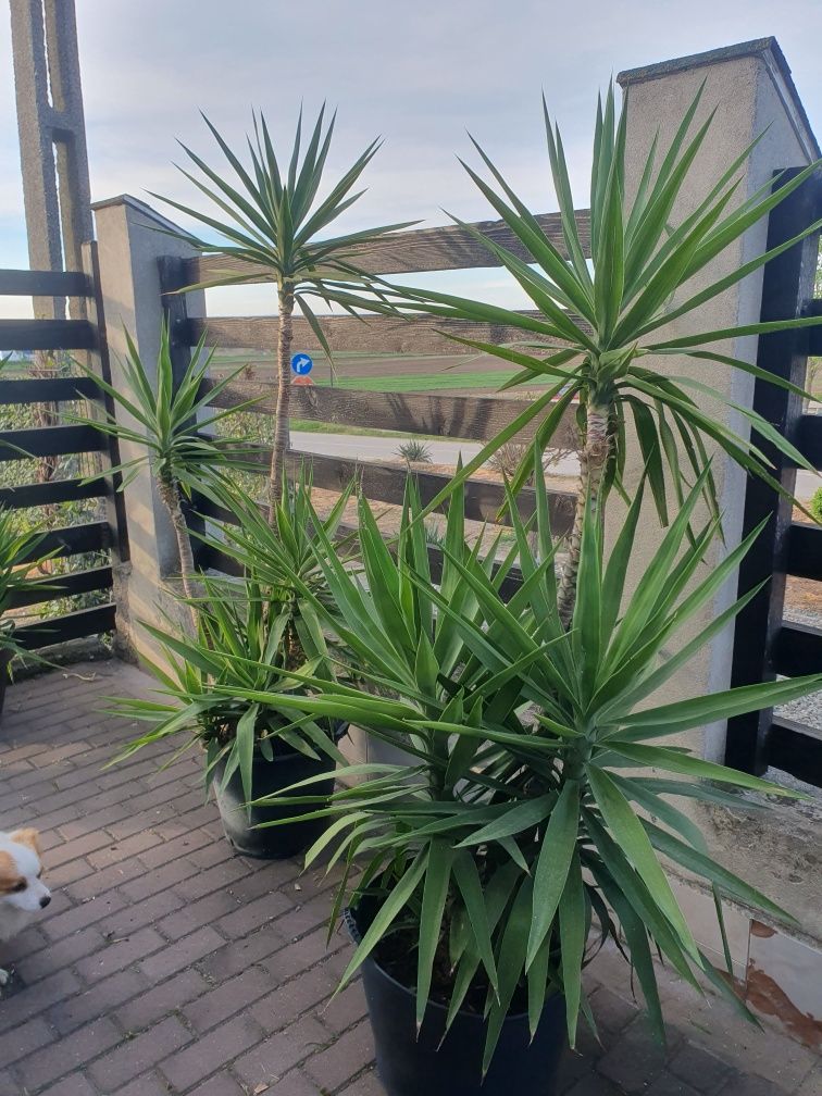 Yucca /plante ornamentale