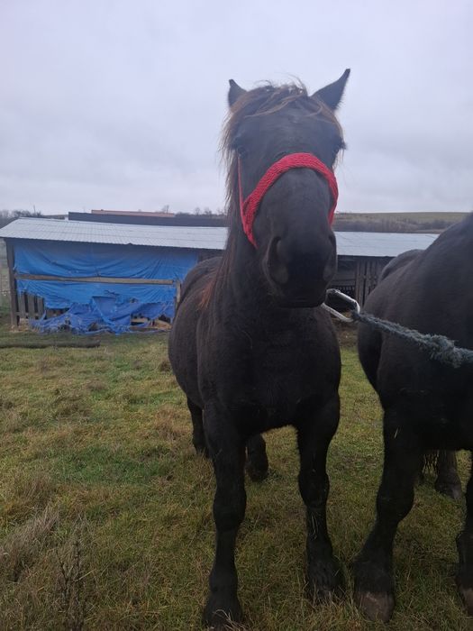 Vând două iepe negre!
