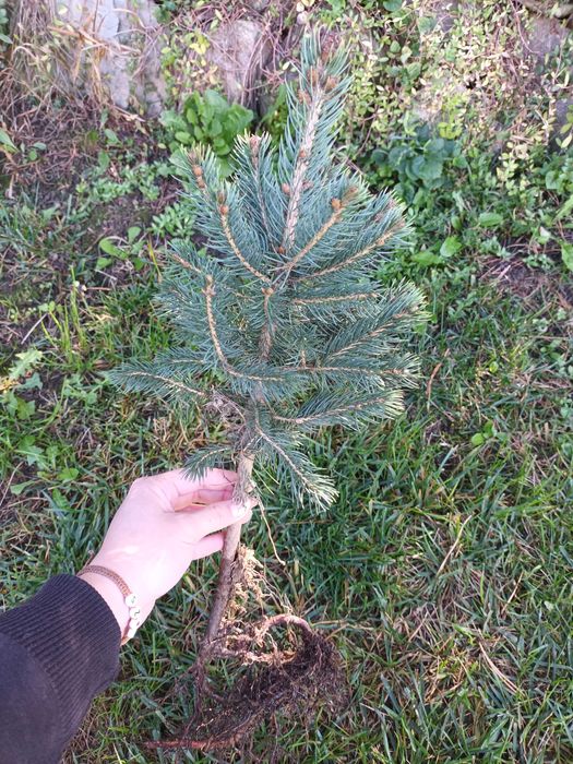 Puieti de brad argintiu Keibab