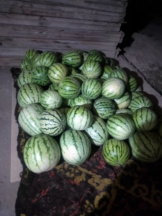 Карбыз инкардария