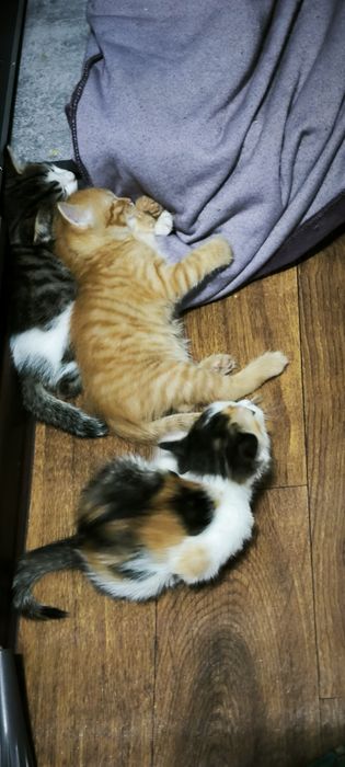 Отдам котят в хорошие руки