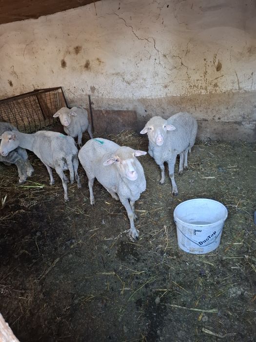 Vând 4 oi bătrâne