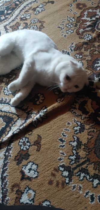 Сиамский   кошки