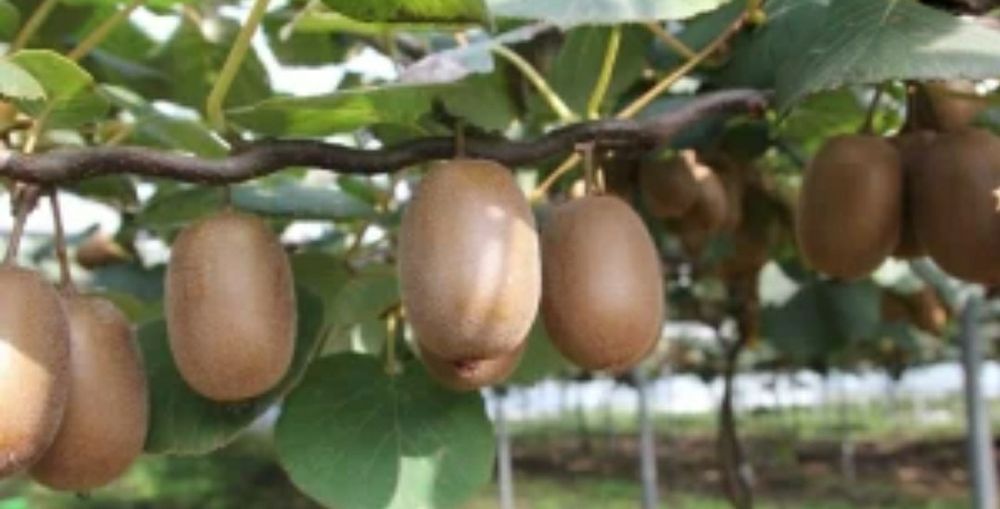 Kiwi (Soiul Gold ) Făra Puf