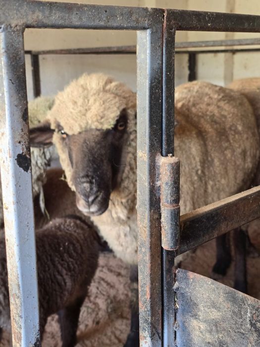 Гемшир қой , қойлар