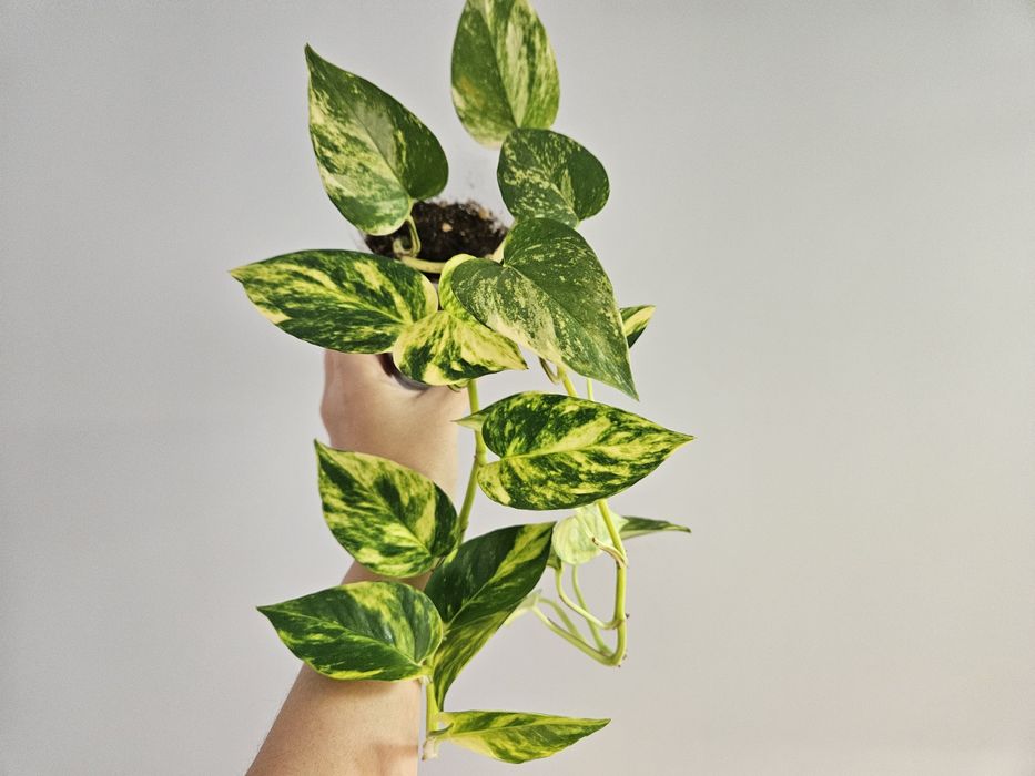 Сциндапсус золотистый