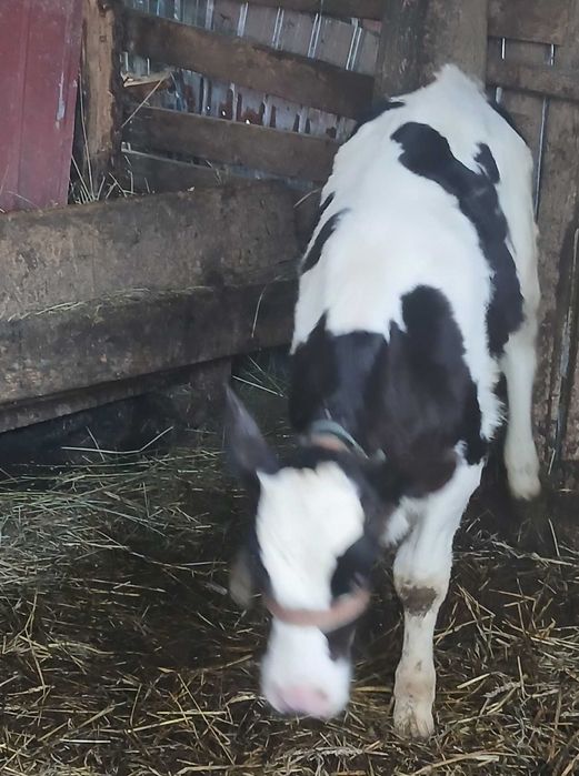 Vând tăuraș de 3 luni.
