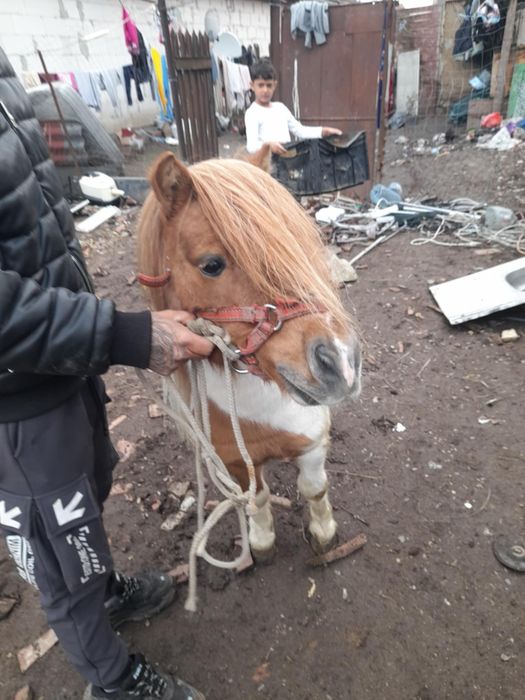 harmasar ponei de monta