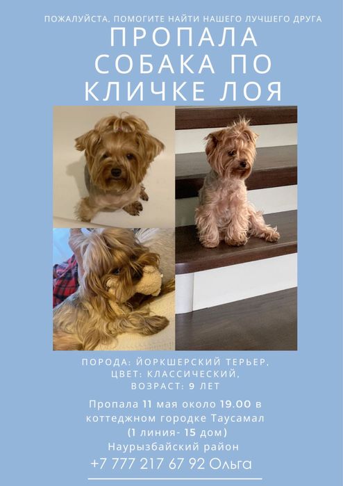 Пропала собака , йорк девочка