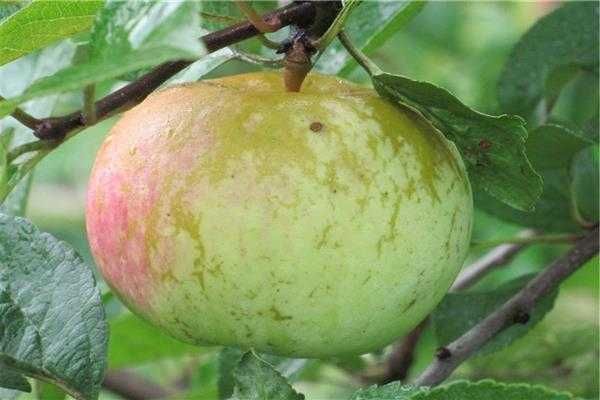 Vând mere pentru suc sau palinca - Salaj