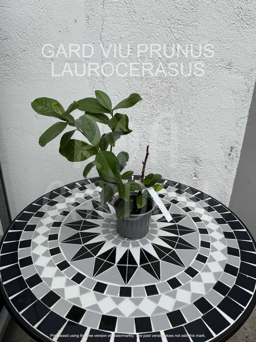 Gard viu - Laur englezesc , Chiparos leyland