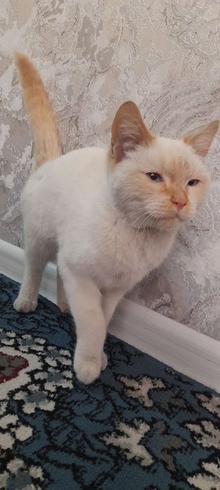 15kun ichidan qaytarib olib keberishlarin mumkun pul qaytarb beriladi