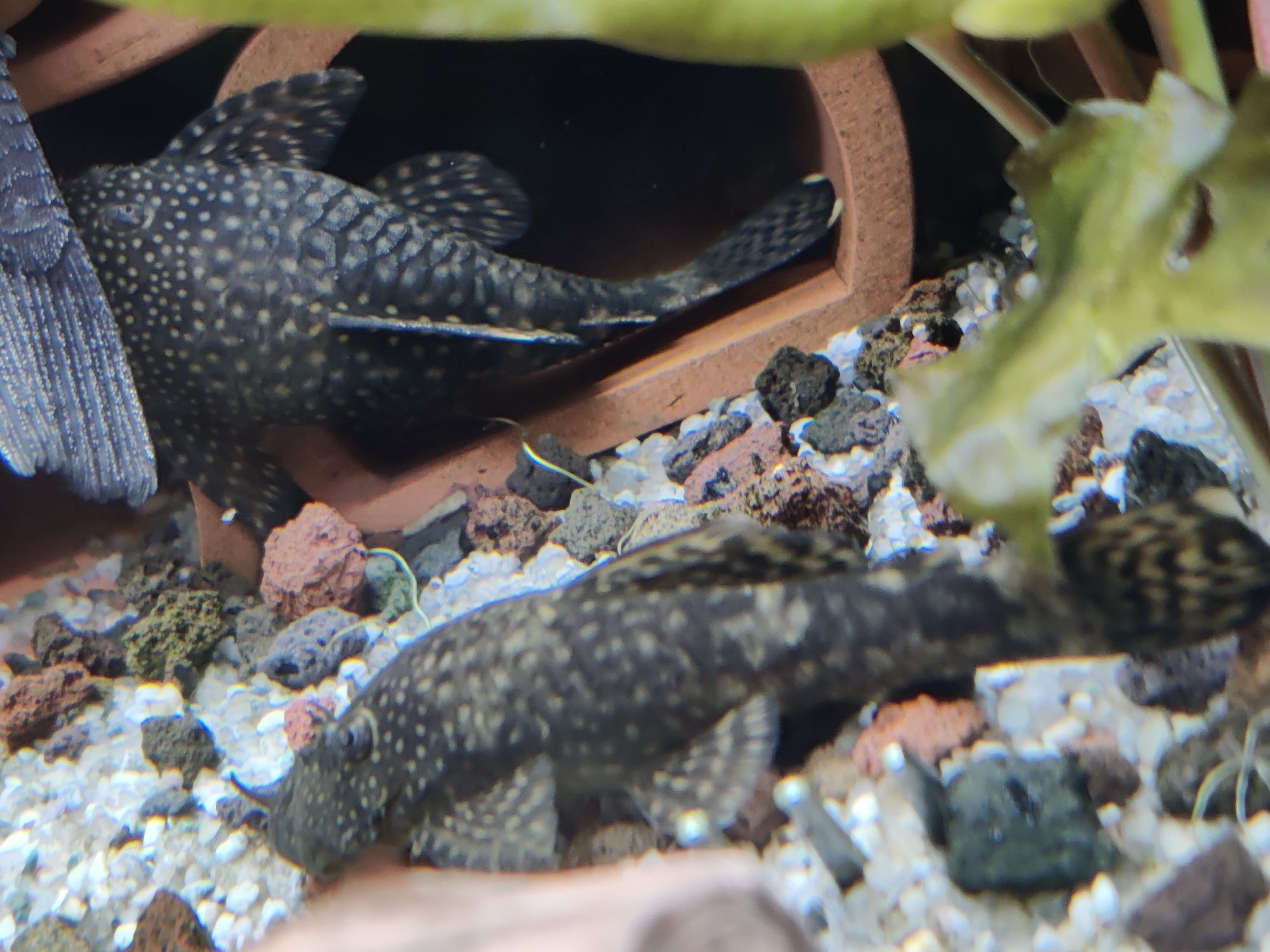 Pești Ancistusi masculi, femele și plante