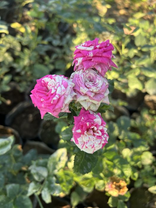 Atirgul kochatlari саженцы Розы