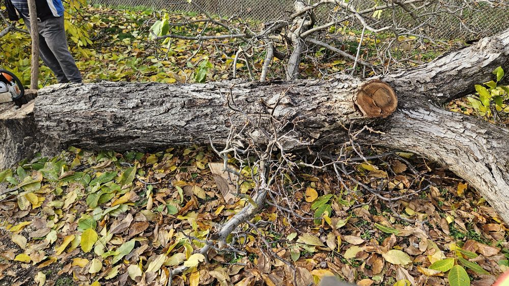 Орех 2,40 с документи.