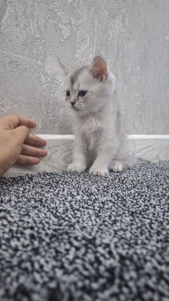 Serebristiy shinshila