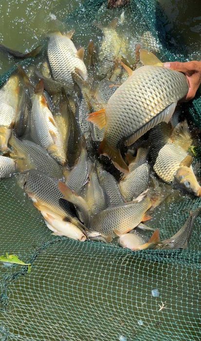 Сазан / Толстолоб / Беламур — сифатли ва ширин балиқлар!