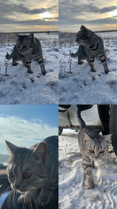 Отдадим кошечку в хорошие руки