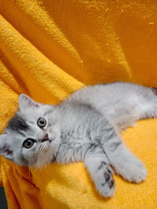 Котик БриТансКий