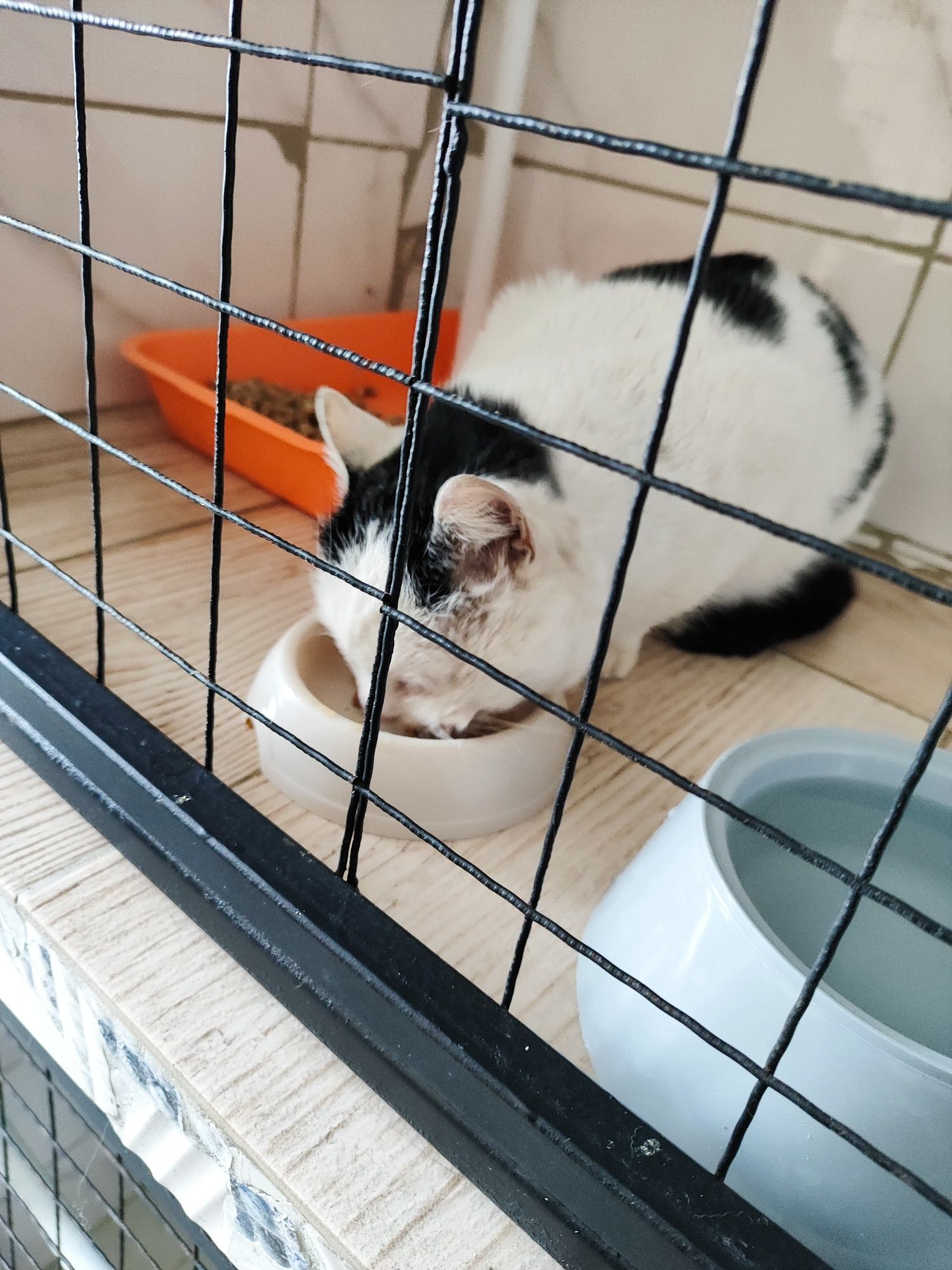 Ищем дом для котика!
