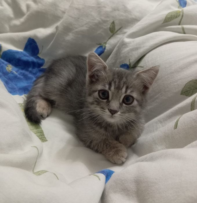 Отдам котёнка в хорошие руки