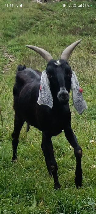 Vând o capra anglo nubiene cu o ieduță...