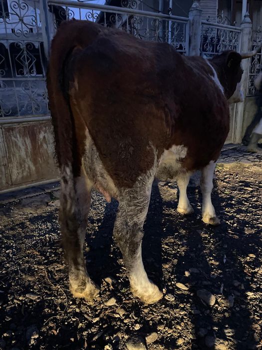 Vând vacă de lapte