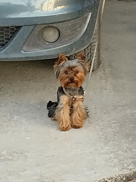 Мини Йорки на 2 год