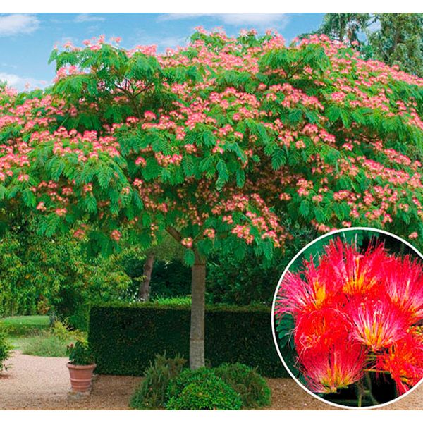 Arbore mimosa, floare roz