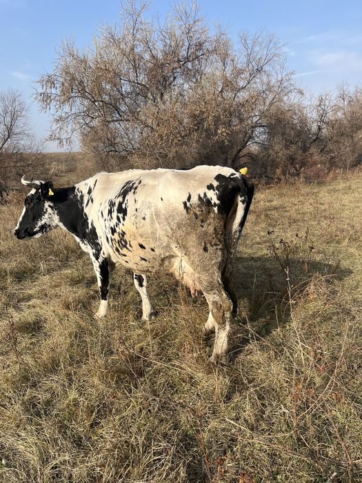 Сүтті сиыр сатылады жиырма бес литр сүті бар