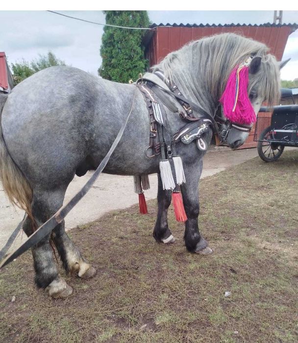 Vând armăsar 2 ani