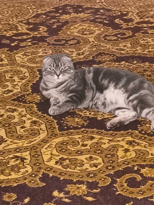 Продажа Породистой Кошки