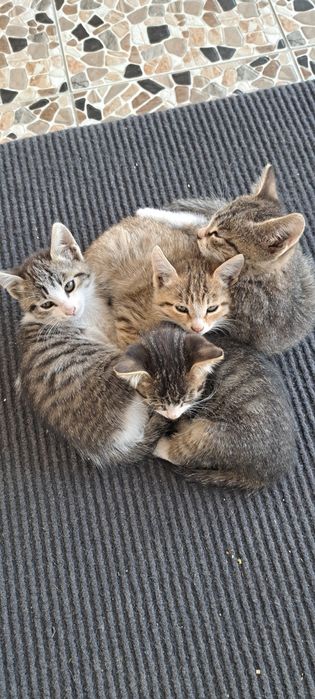 Котята трёх месячные, игровые добрые милашки